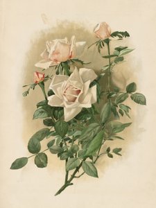 Hertogin van Vallombrosa-rozen