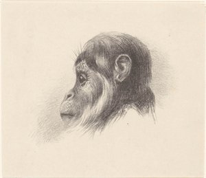 Apenkop