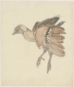 Dood vogeltje (patrijs?) door Theo van Hoytema