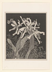 Orchideeën