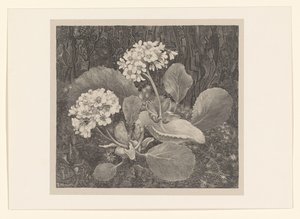 Primula in het mos