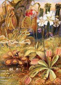Een groep vleesetende planten, illustratie uit 