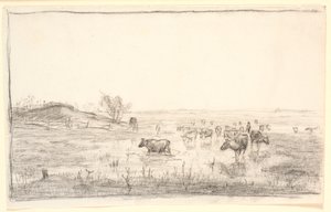 Koeien in de weiden bij Mejlgaard