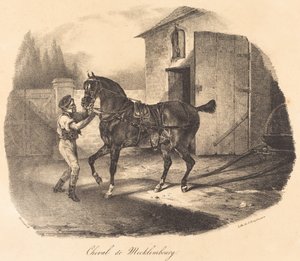 Paard van Mecklenburg