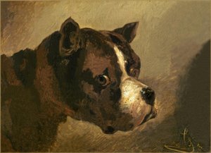 Bulldogkop