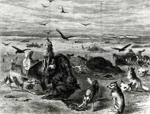 Slachting van buffels op de vlaktes, uit Harpers Weekly 1872 door Theodore Russell Davis