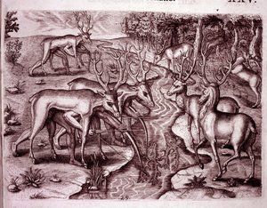 Indianen gebruiken hertenhuiden om andere herten te jagen (Gravure) door Theodore de Bry