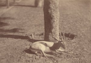 [Gazelle liggend tegen een boom].