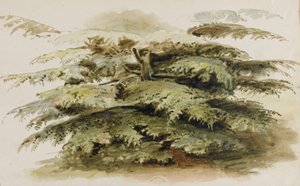 Een studie van een cederboom in Merton
