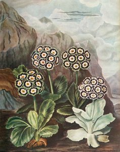 Auriculas, ca. 1802-1821, 1948 door Thomas Baxter
