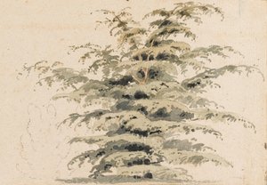 Studie van een cederboom