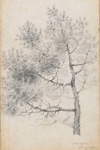 Studie van een dennenboom in Merton