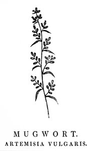 Houtsnede van een takje bijvoet, een soort aromatische planten in het geslacht Artemisia. Houtsnede door Thomas Bewick (1753-1828), een Engelse graveur en natuurhistorische auteur door Thomas Bewick