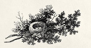 Vogelnest, uit 