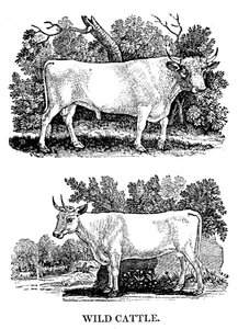 Brits wild of parkvee, 1790 door Thomas Bewick