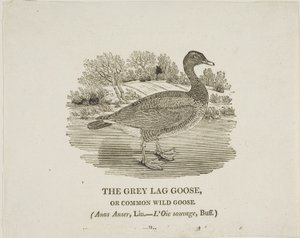 Grijze Lag Gans door Thomas Bewick