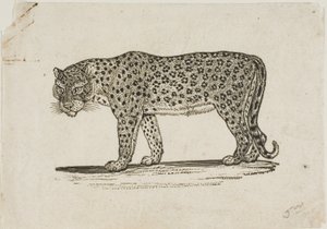 Luipaard