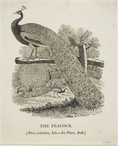 Pauw door Thomas Bewick