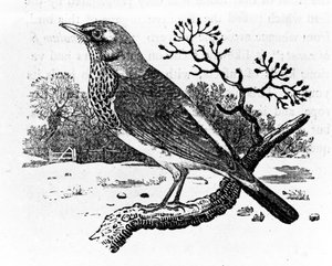 De Kramsvogel, illustratie uit 