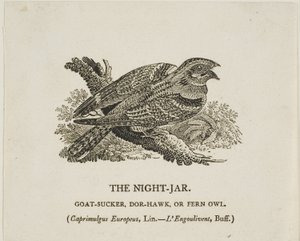 De nachtkruik door Thomas Bewick