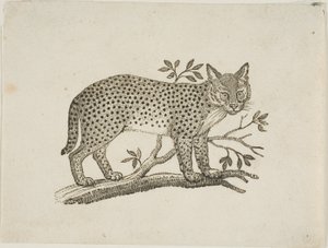 De Serval door Thomas Bewick