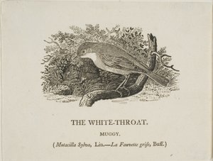 Witte keel (vogel) door Thomas Bewick