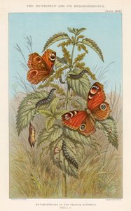 Metamorfoses van de Pauwvlinder, 1888 door Thomas Brown