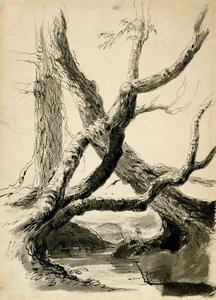 Schets van boomstammen