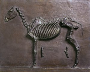 Paard Skelet