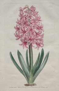 The Botanical Magazine or Flower Garden Displayed: Tuinhyacint, 1806 door Thomas Curtis