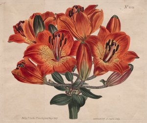 The Botanical Magazine or Flower Garden Displayed: ...Oranje-Lelie, 1807