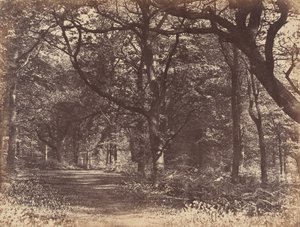 Boslandschap, Norton, Cheshire door Thomas Davies