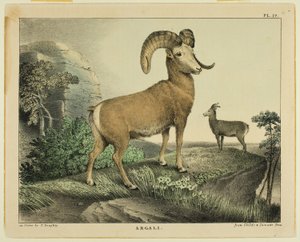 Argali door Thomas Doughty