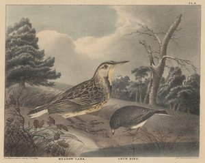 Weidelark en Sneeuwvogel, uit 