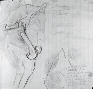 Anatomische Tekening, ca. 1878 door Thomas Eakins