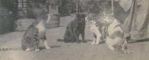 Vier katten door Thomas Eakins