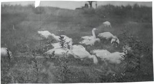 Ganzen bij de plaats van het net repareren, Gloucester, N.J., 1881