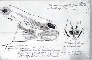 Naamloze anatomische studie van paardenhoofd, 1878 door Thomas Eakins