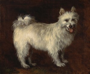 Spitzhond, Een Hond