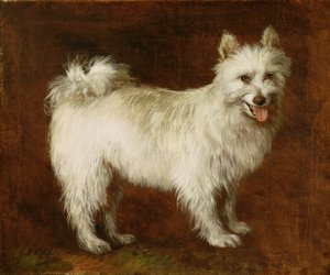 Spitzhond, ca. 1760-70