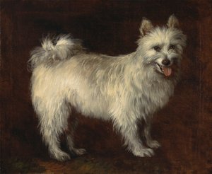 Spitzhond
