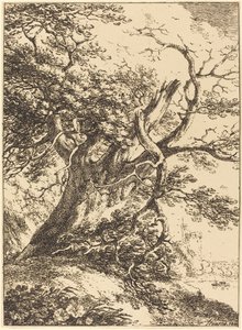 Oude Boom door Thomas Hearne