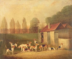 Foxhounds in een Kennel