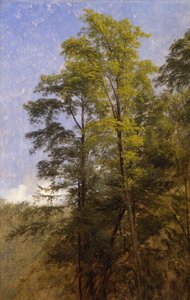 Boomstudie, Catskill Clove, N.Y.