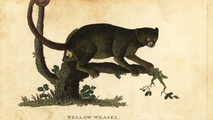 Kinkajou, Potos flavus, 1800 (gravure)