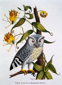 Kleine Gehoornde Uil, uit 