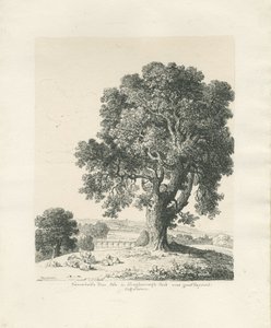 Shugborough Park - Esdoorn: pen en inkt tekening door Thomas Peploe Wood