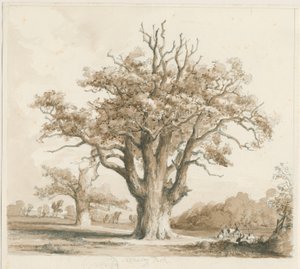 Teddesley Hall - Eikenbomen: potlood en was tekening, nd [nov 1842] door Thomas Peploe Wood