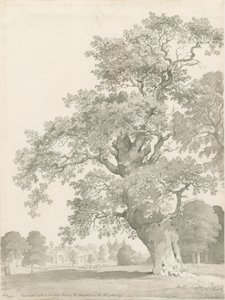 Tixall - Eik door Thomas Peploe Wood