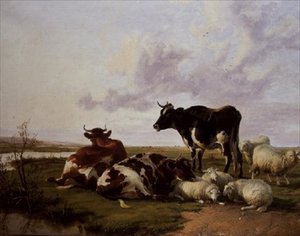 Runderen en schapen aan het grazen